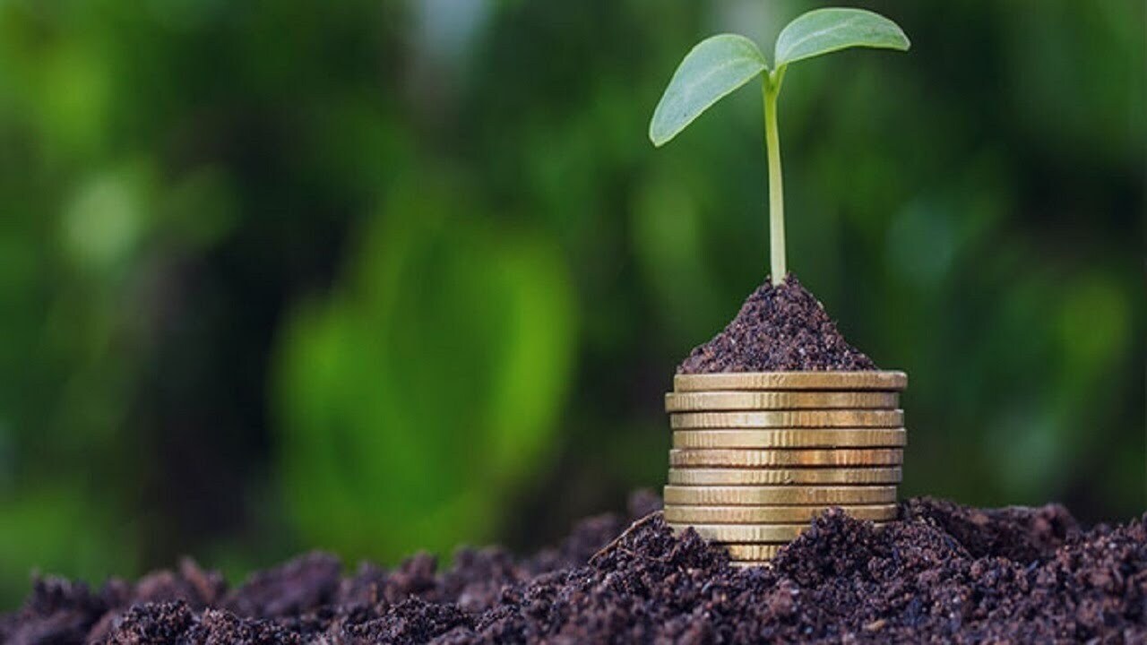 بیمه فراگیر گندم اجرا می‌شود؟