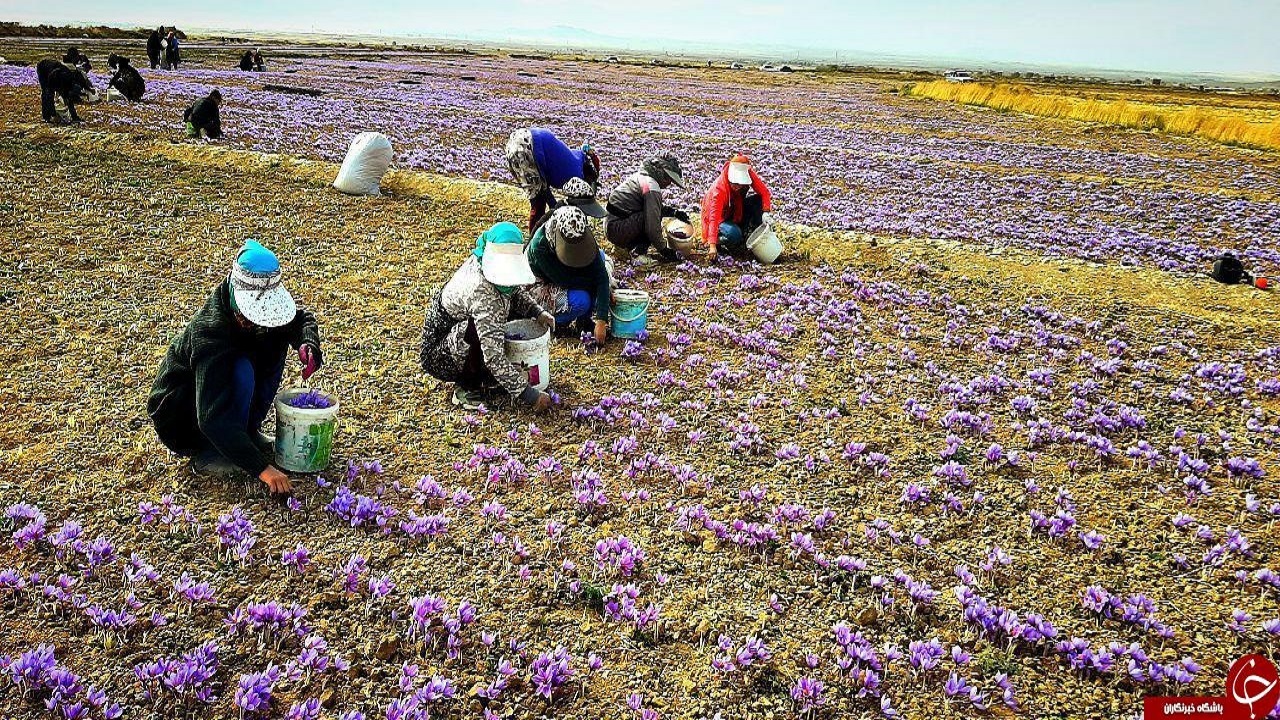 دوخته شدن چشم کشاورزان به طلای سرخ خاوران