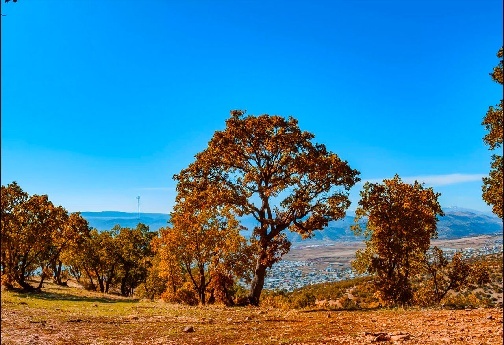 چشم&zwnj;انداز پاییزی بلوطستان&zwnj;های زیبای لرستان