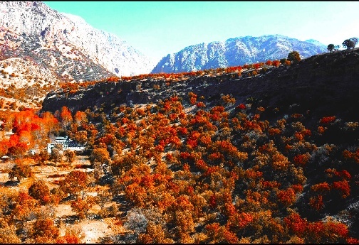 چشم&zwnj;انداز پاییزی بلوطستان&zwnj;های زیبای لرستان
