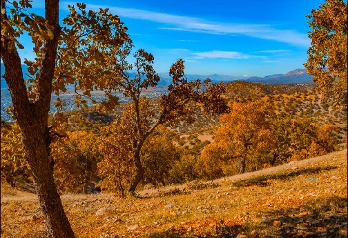 چشم&zwnj;انداز پاییزی بلوطستان&zwnj;های زیبای لرستان