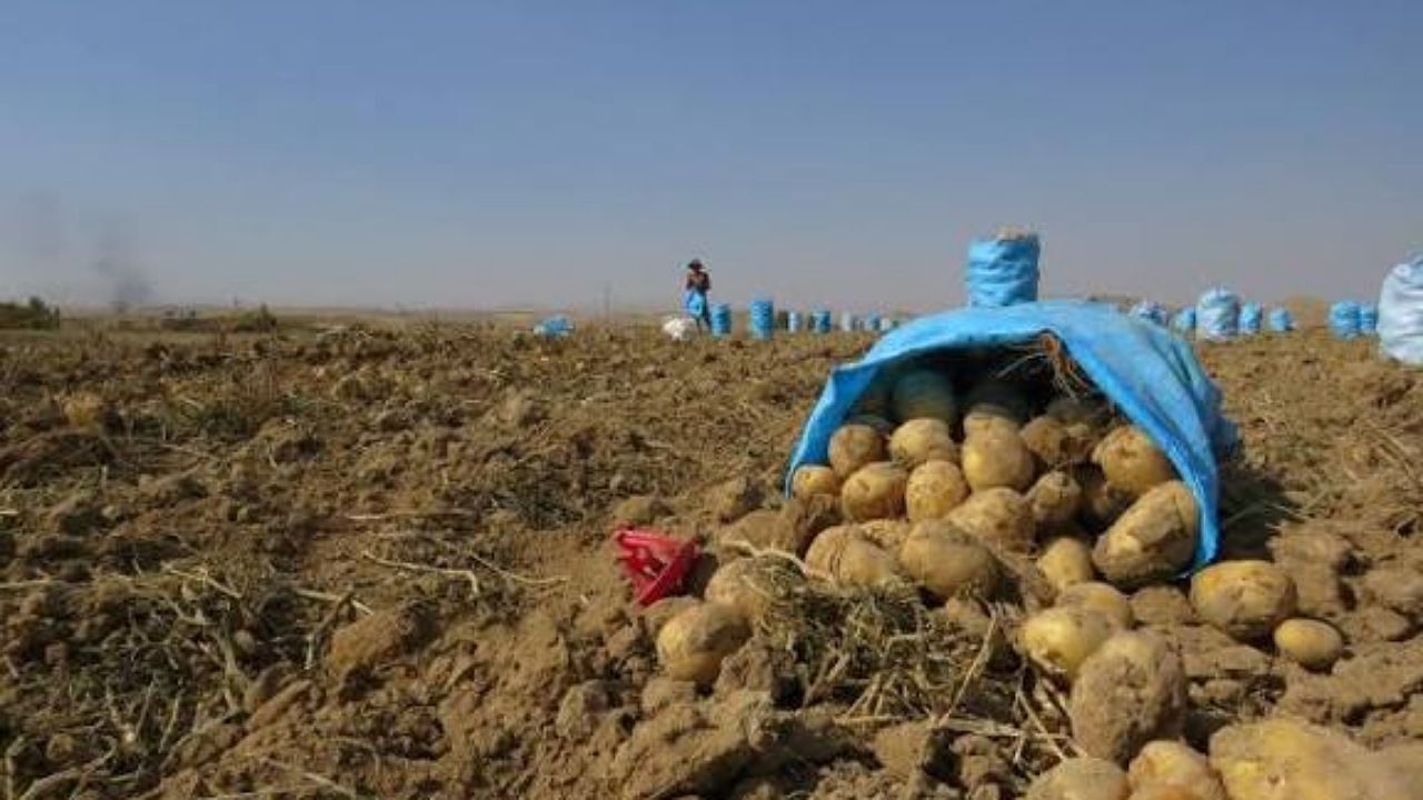 ۶.۲ درصد سیب‌زمینی کشور در کردستان تولید می‌شود