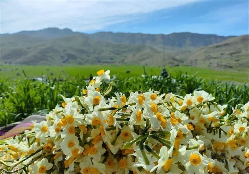 برداشت نرگس از باغ‌های شهرستان خفر