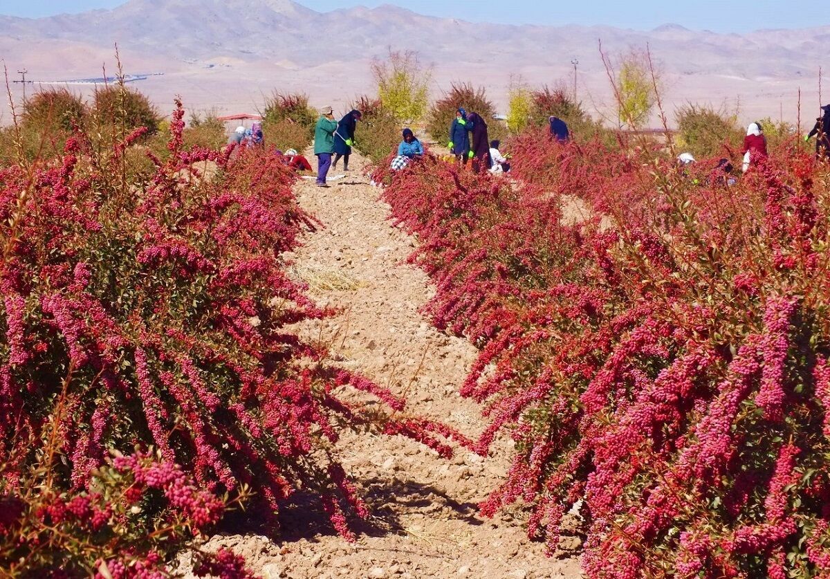 افزایش ۱۰ درصدی برداشت زرشک در استان کرمان 