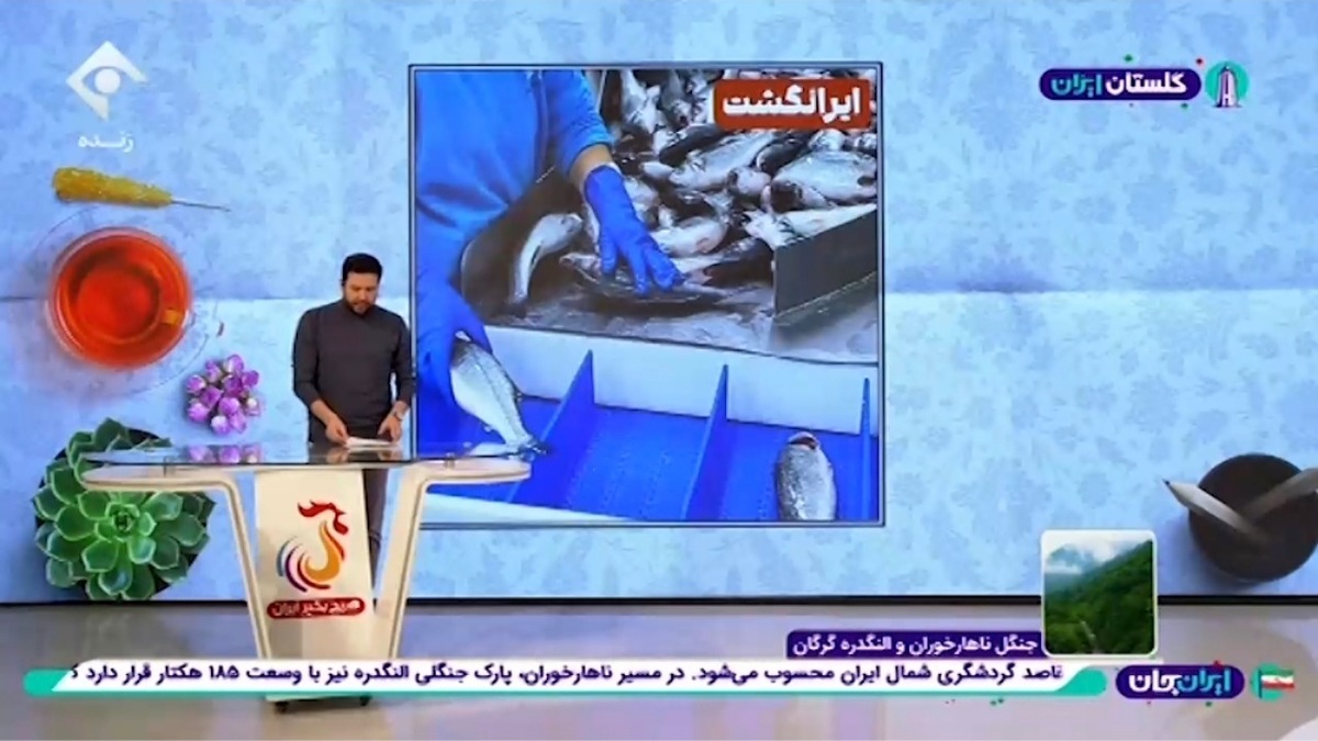 نخستین برداشت میگوی پرورشی وارنامی در مازندران + فیلم