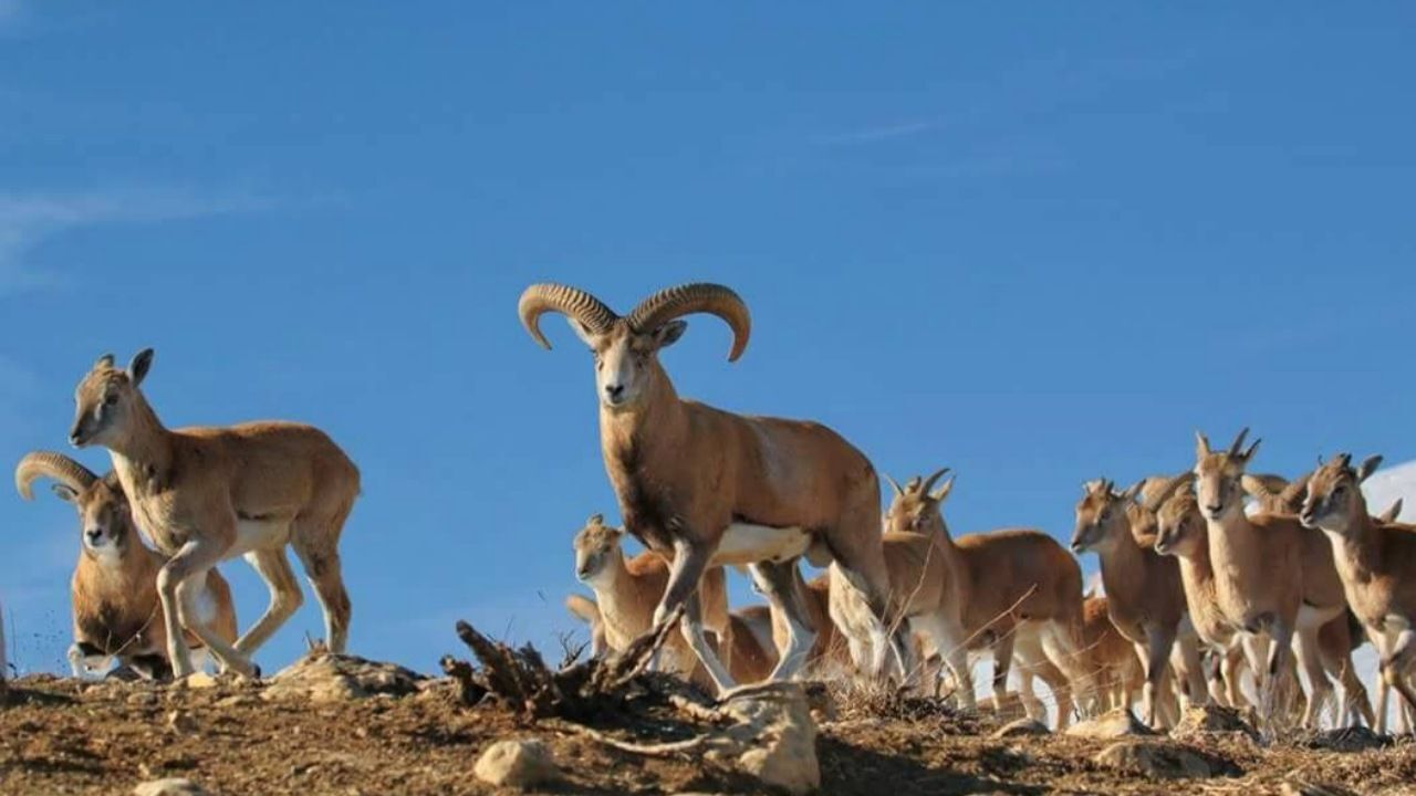 آغاز سرشماری زمستانه پستانداران در زیستگاه‌های کردستان / بهره گیری از پهباد و تجهیزات نوین