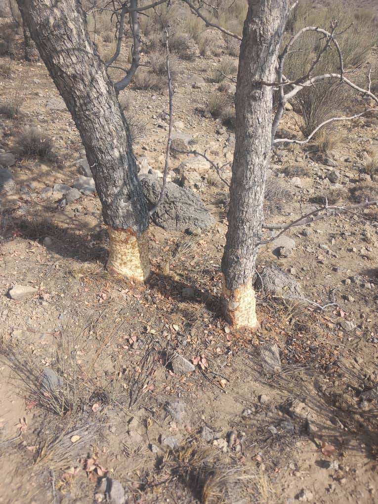 رنجش اهالی روستای کوشک علیا از خشکسالی درختان ۱۰۰ ساله