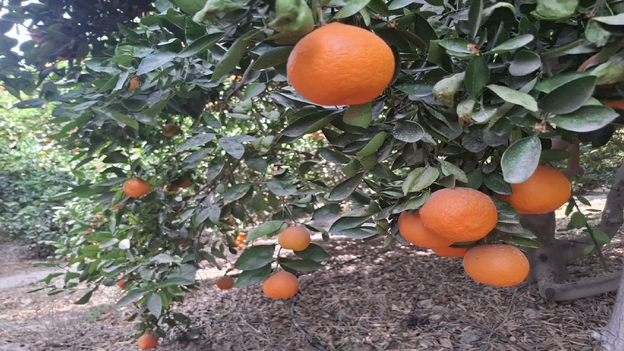 مرکبات کازرون، روایتی فراتر از عدد و رقم؛ محصولات در مسیر بازار‌های داخلی و بین المللی