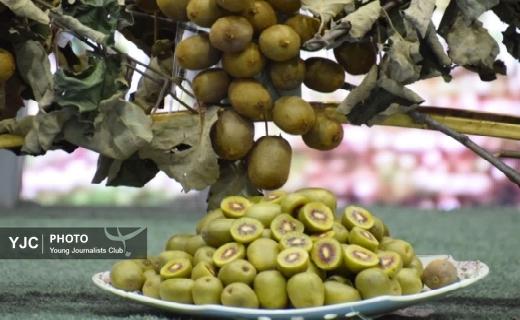 جشنواره شکرانه برداشت کیوی در تالش+ تصاویر جشنواره شکرانه برداشت کیوی در تالش+ تصاویر