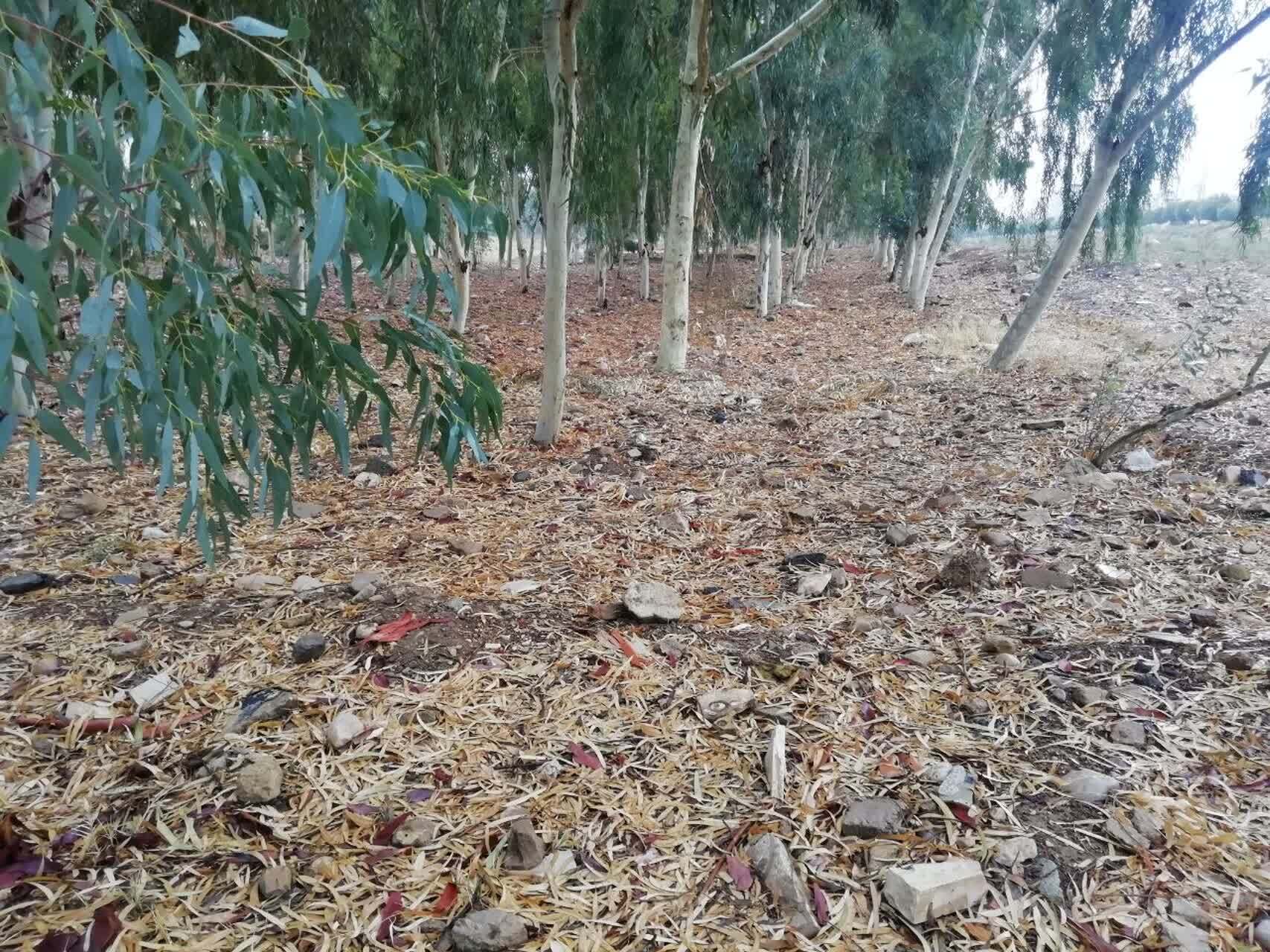بارش باران