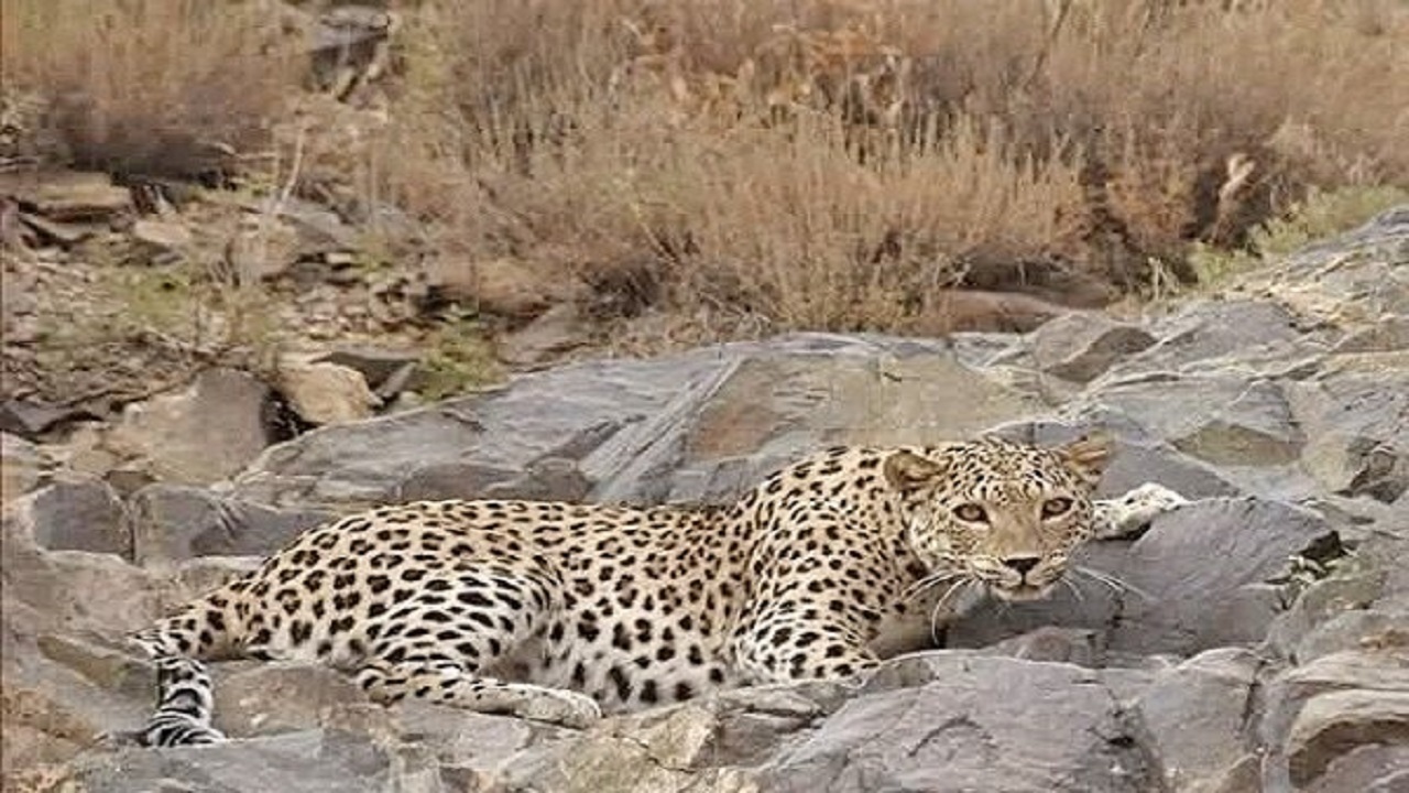 حمله پلنگ به دام ها‌ی بخش رودخانه شهرستان رودان