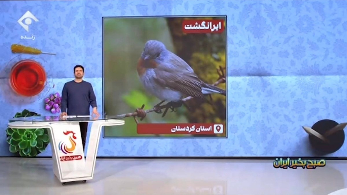 پرندگان مهاجر میهمان زیستگاه‌های آبی + فیلم