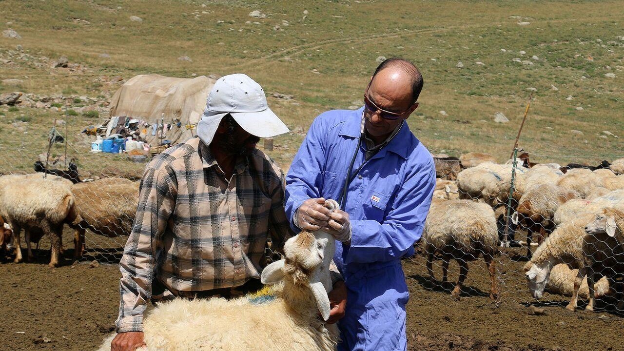 واکسیناسیون ۲ میلیون و ۲۶۰ هزار راس دام علیه بیماری تب برفکی