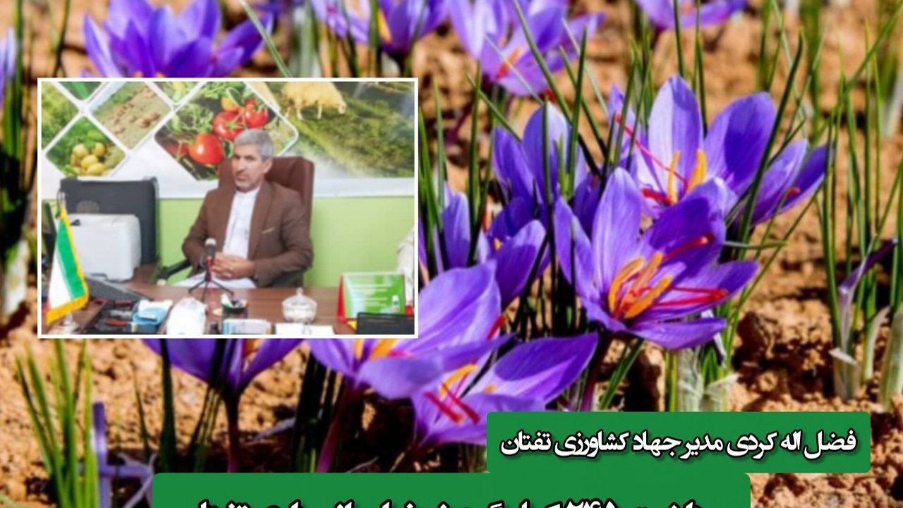 برداشت ۲۴۵ کیلوگرم زعفران از مزارع تفتان
