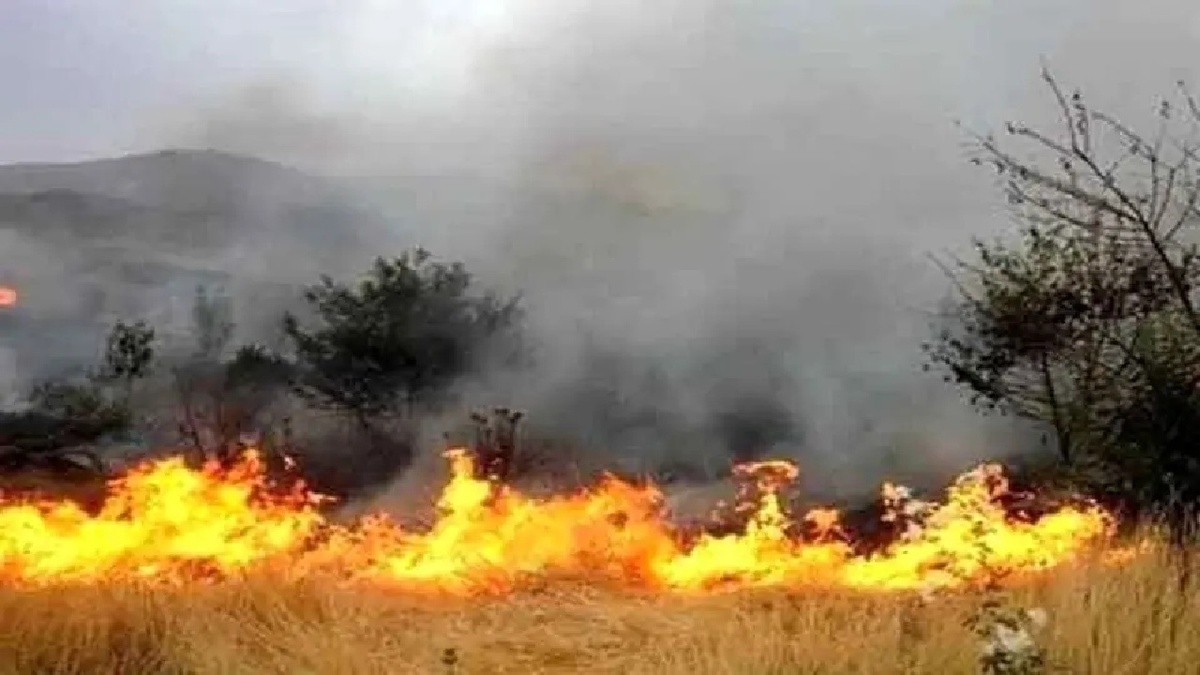باشگاه خبرنگاران -جنگل ابر شاهرود در چنگال آتش
