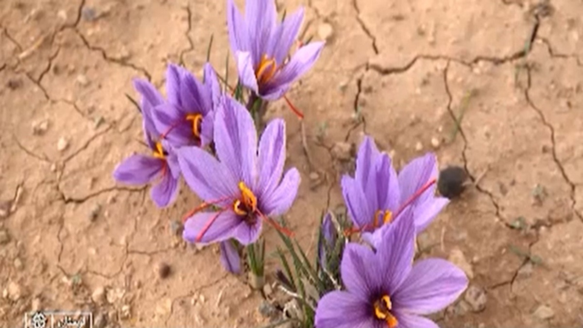 پرورش میوه‌های استوایی در گلخانه‌های گلستان + فیلم