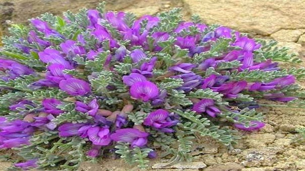 زنبورداری قم در سایه کشت آویشن و گون جان تازه می‌گیرد