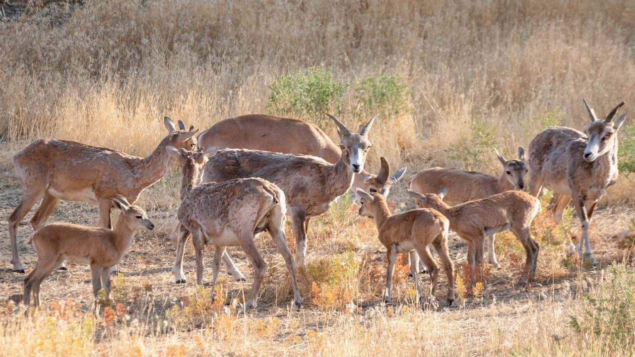 آغاز فصل زاد آوری حیات وحش آذربایجان غربی/ورود به مناطق حفاظت شده ممنوع