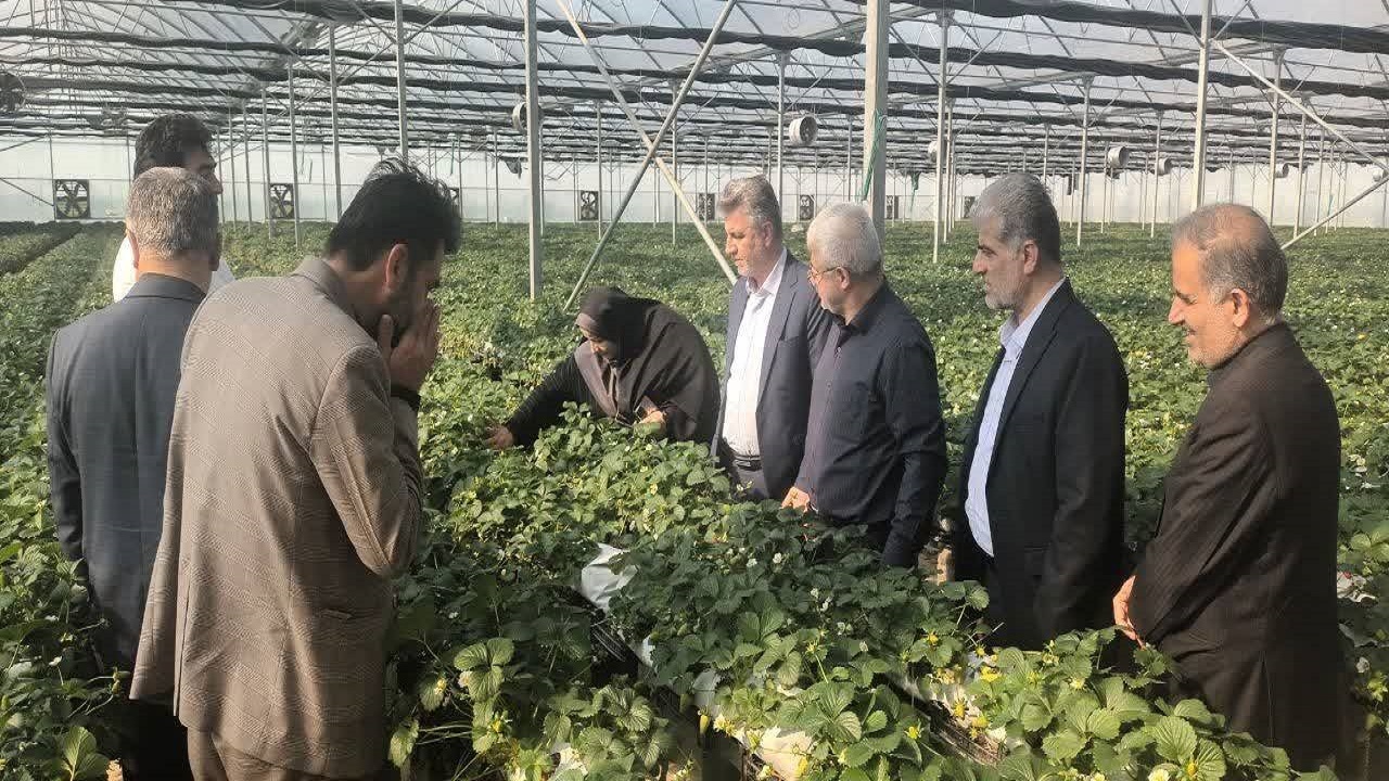 از پایش بازار تا گره‌گشایی چالش‌های مرغداران در بازدید معاون اقتصادی از کردکوی