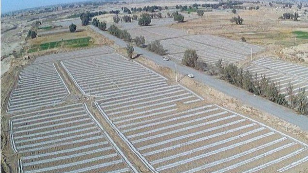 افزایش ۴۰ درصدی سطح زیر کشت جالیز در زهک با توسعه آبیاری نوین