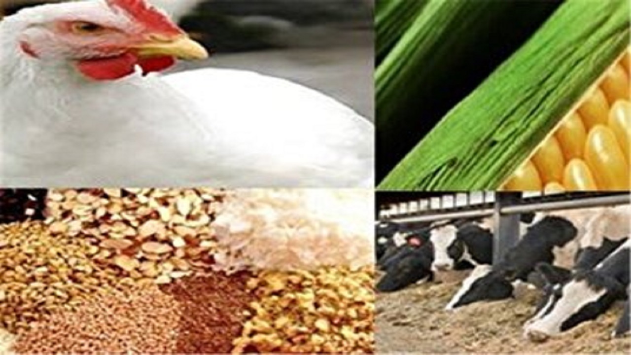 توزیع بیش از ۳۶ هزار تن کنسانتره دامی میان دامداران مازندران
