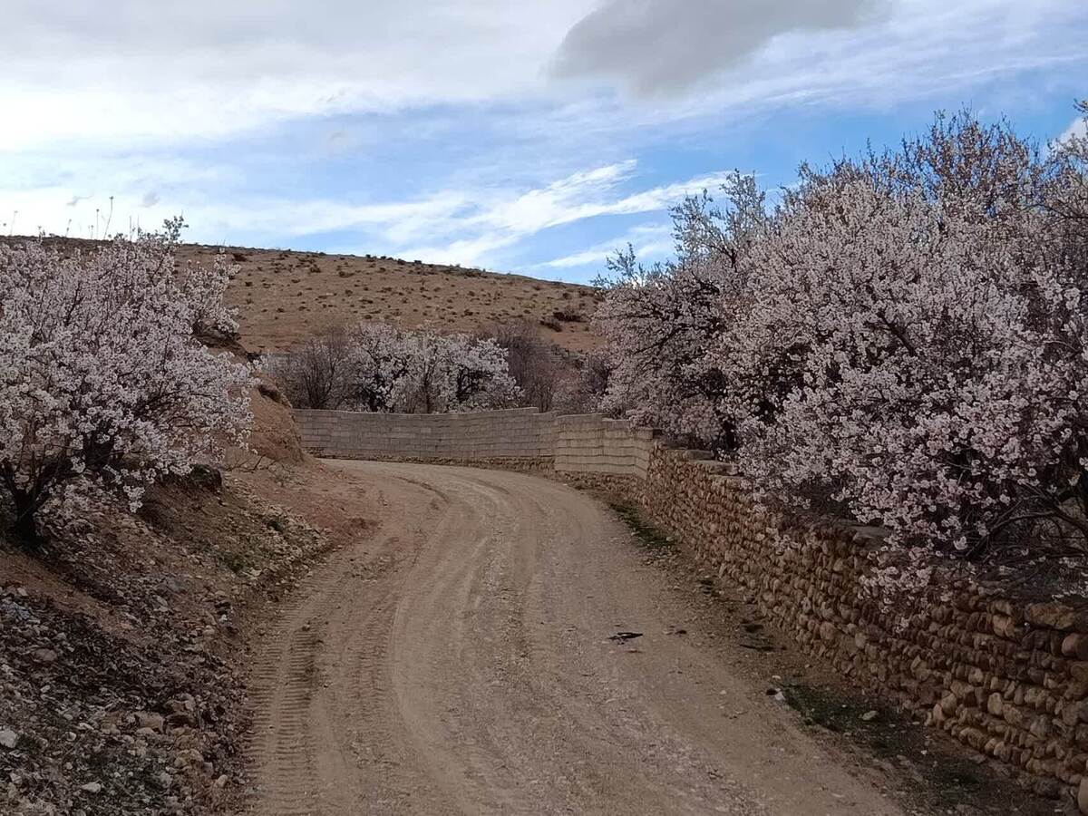 باشگاه خبرنگاران -نمایی چشم نواز از شکوفا شدن درختان روستای گردشگری توآباد + عکس