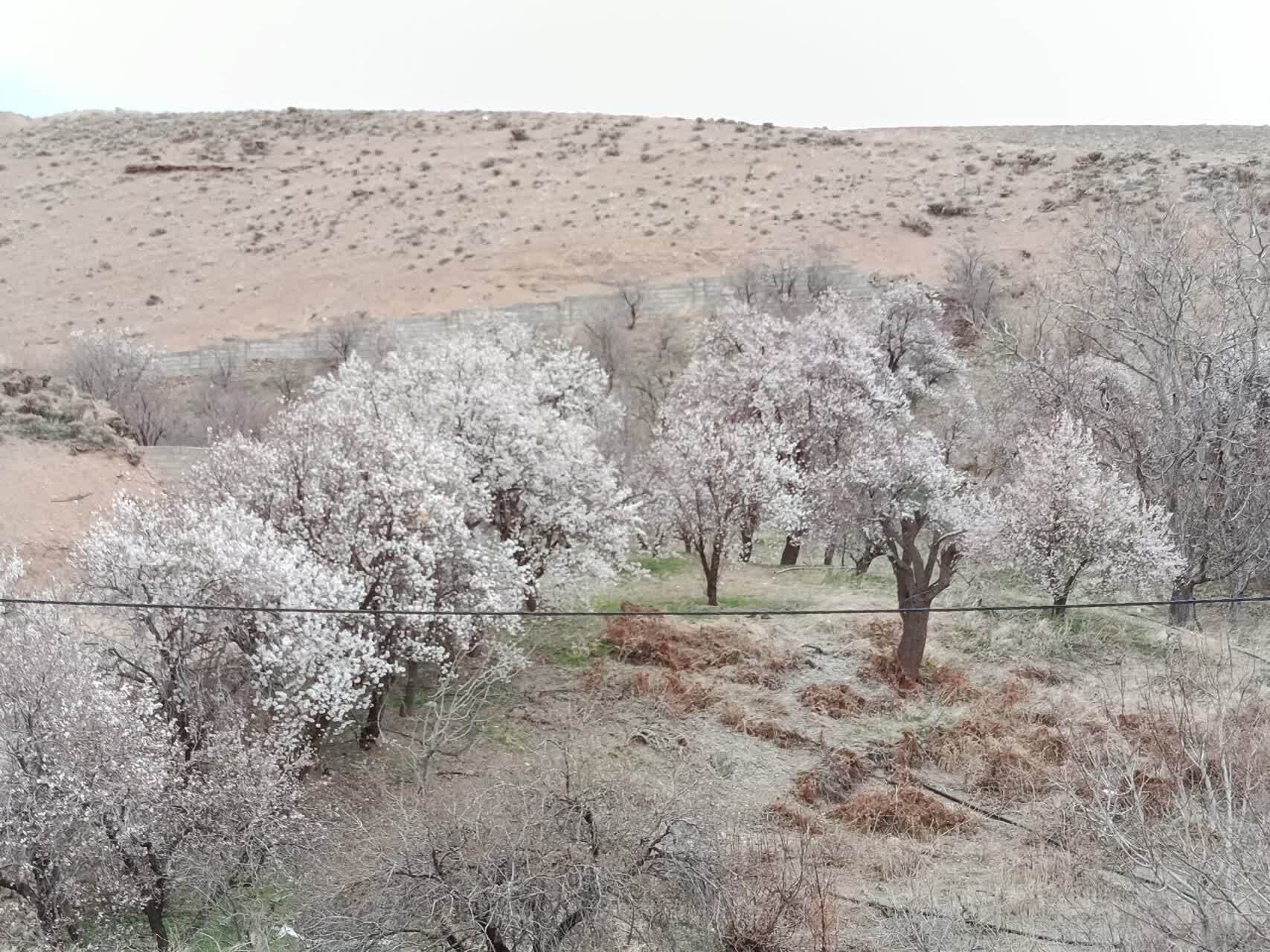 نمایی چشم نواز از شکوفا شدن درختان روستای گردشگری توآباد