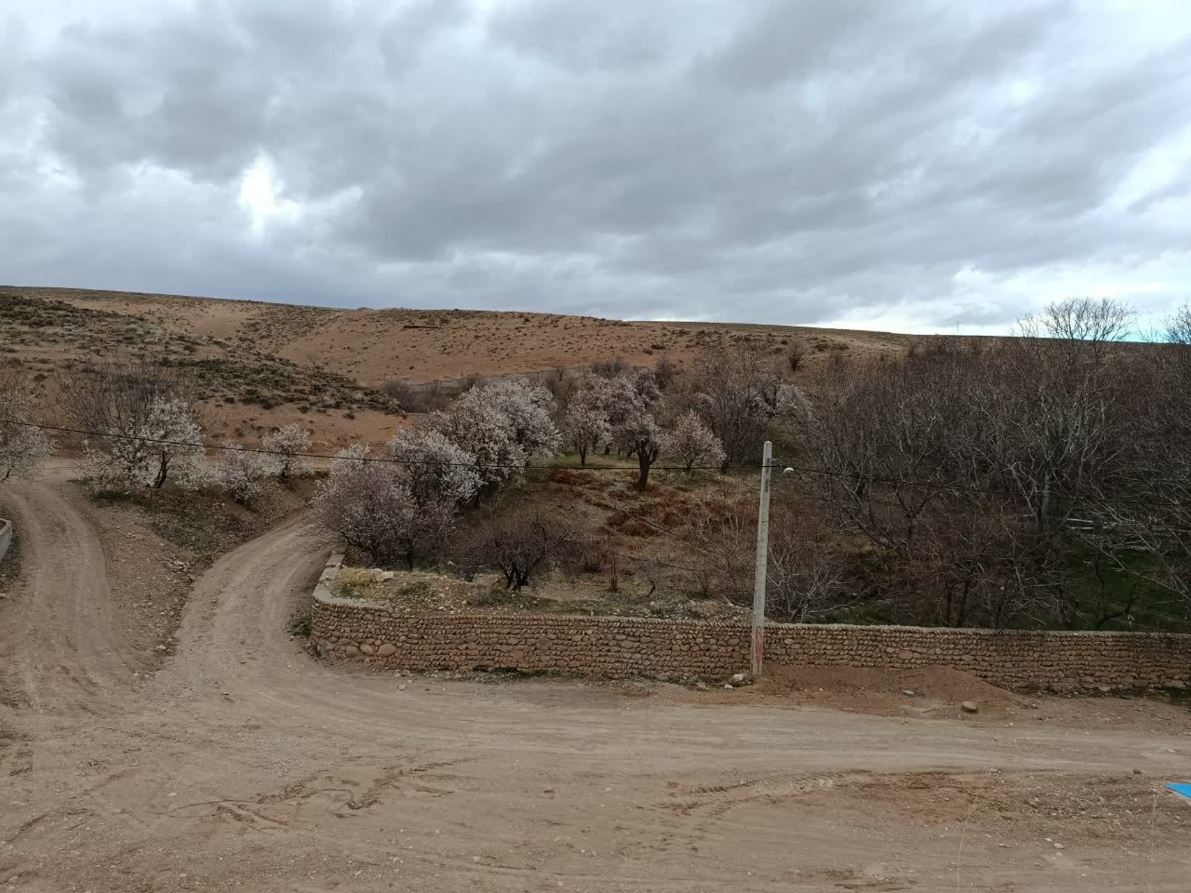 نمایی چشم نواز از شکوفا شدن درختان روستای گردشگری توآباد
