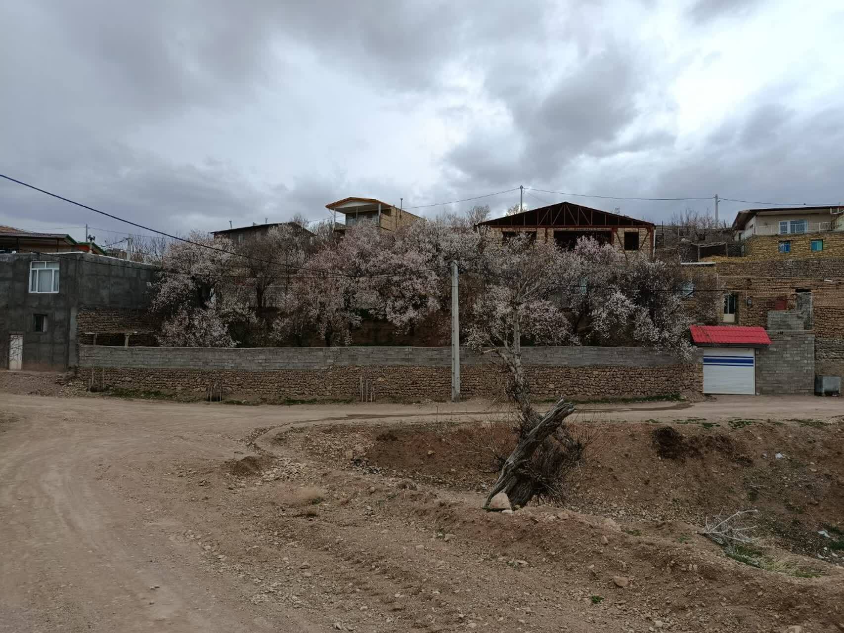 نمایی چشم نواز از شکوفا شدن درختان روستای گردشگری توآباد