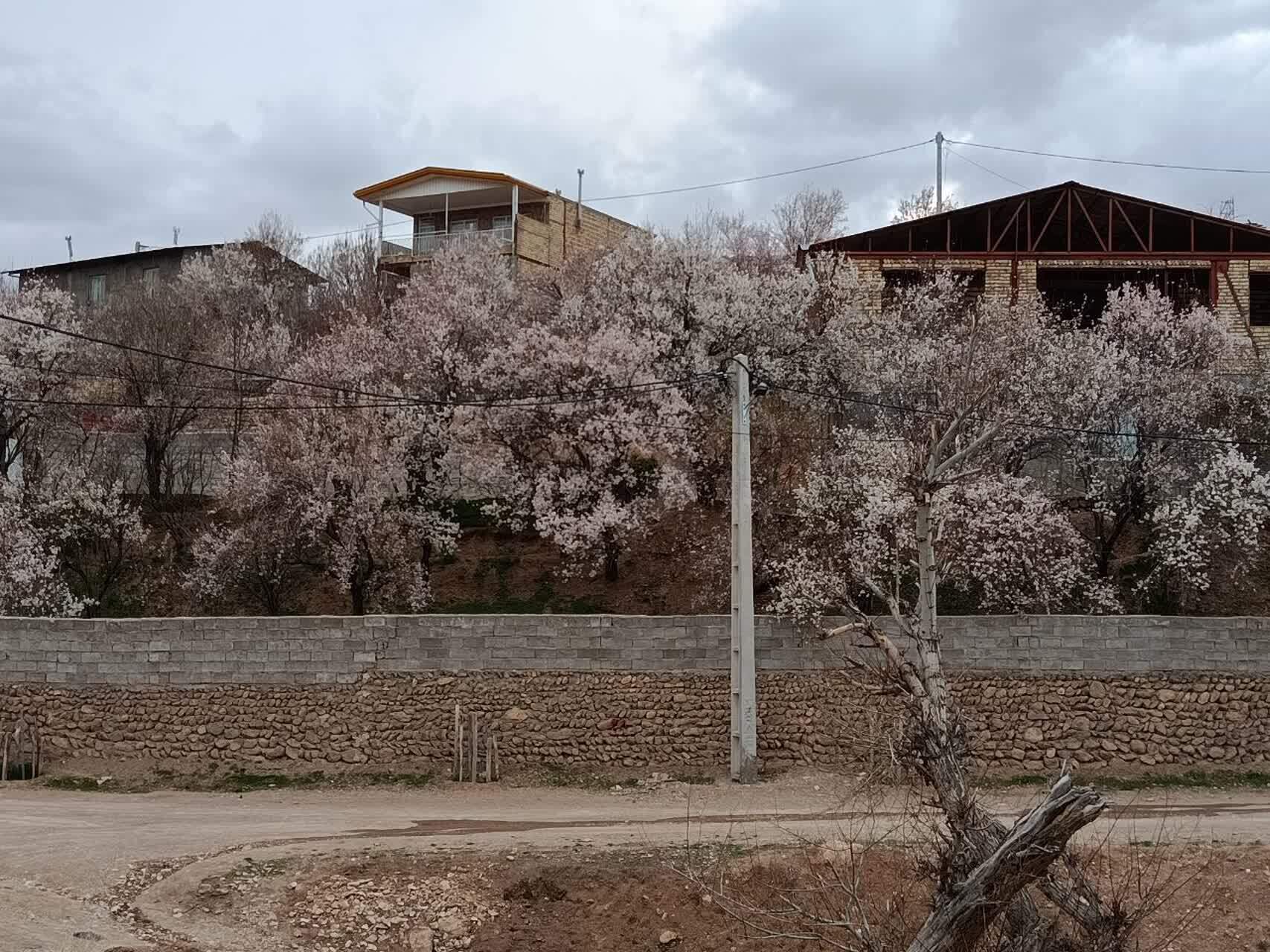 شکوفا شدن درختان روستای گردشگری توآباد