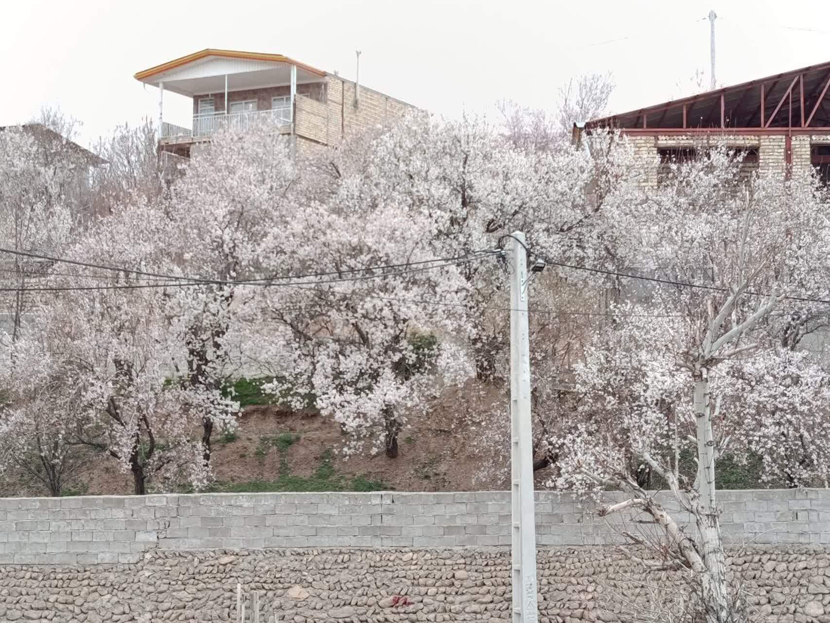 نمایی چشم نواز از شکوفا شدن درختان روستای گردشگری توآباد