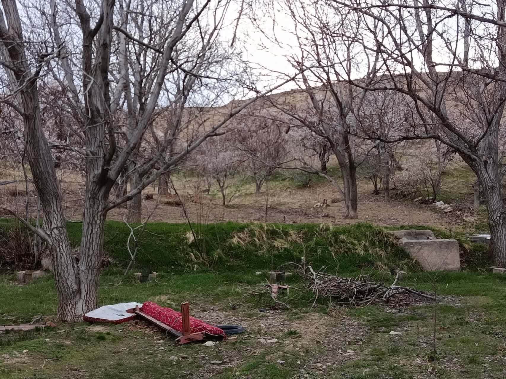 نمایی چشم نواز از شکوفا شدن درختان روستای گردشگری توآباد