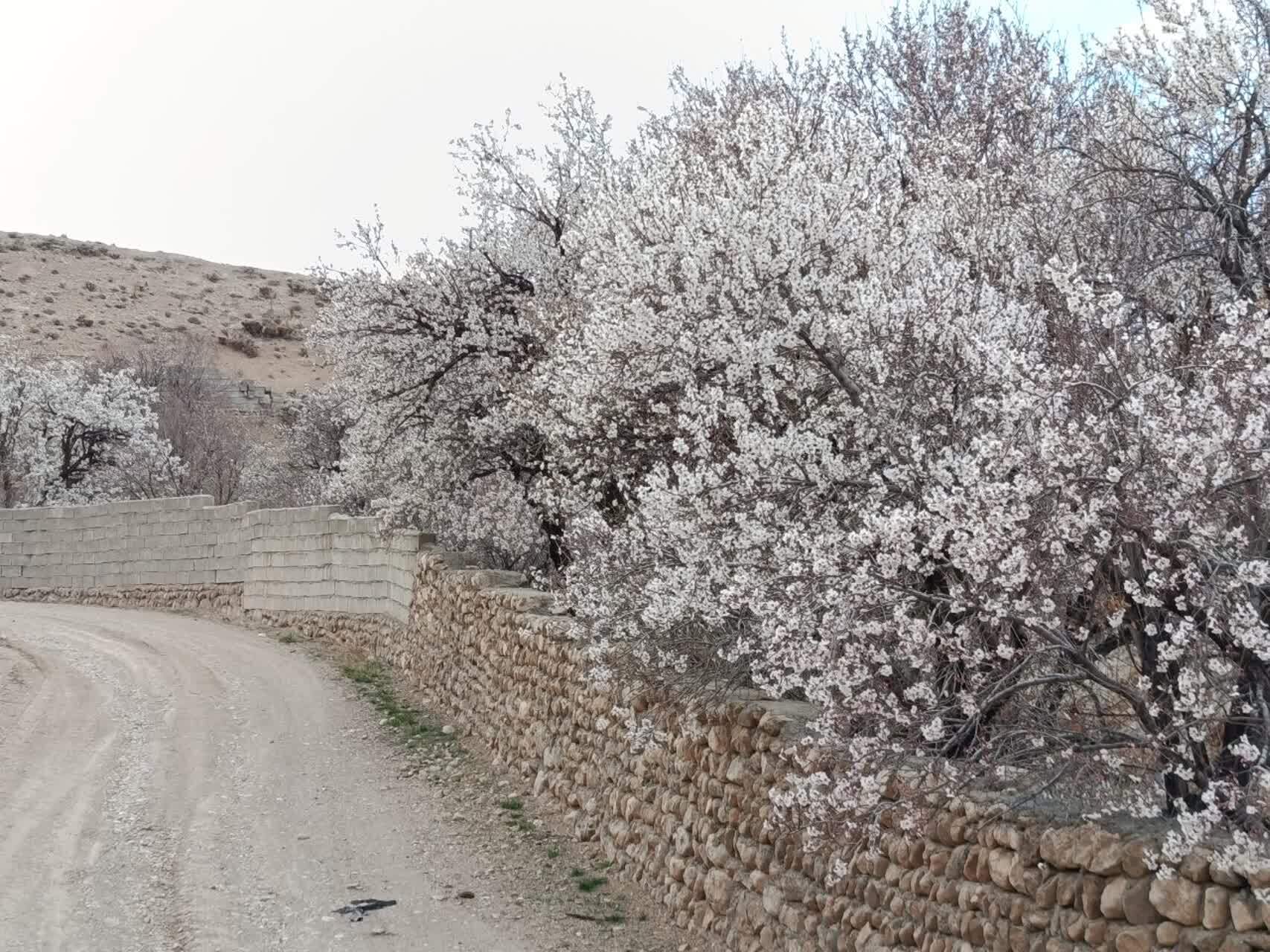 نمایی چشم نواز از شکوفا شدن درختان روستای گردشگری توآباد