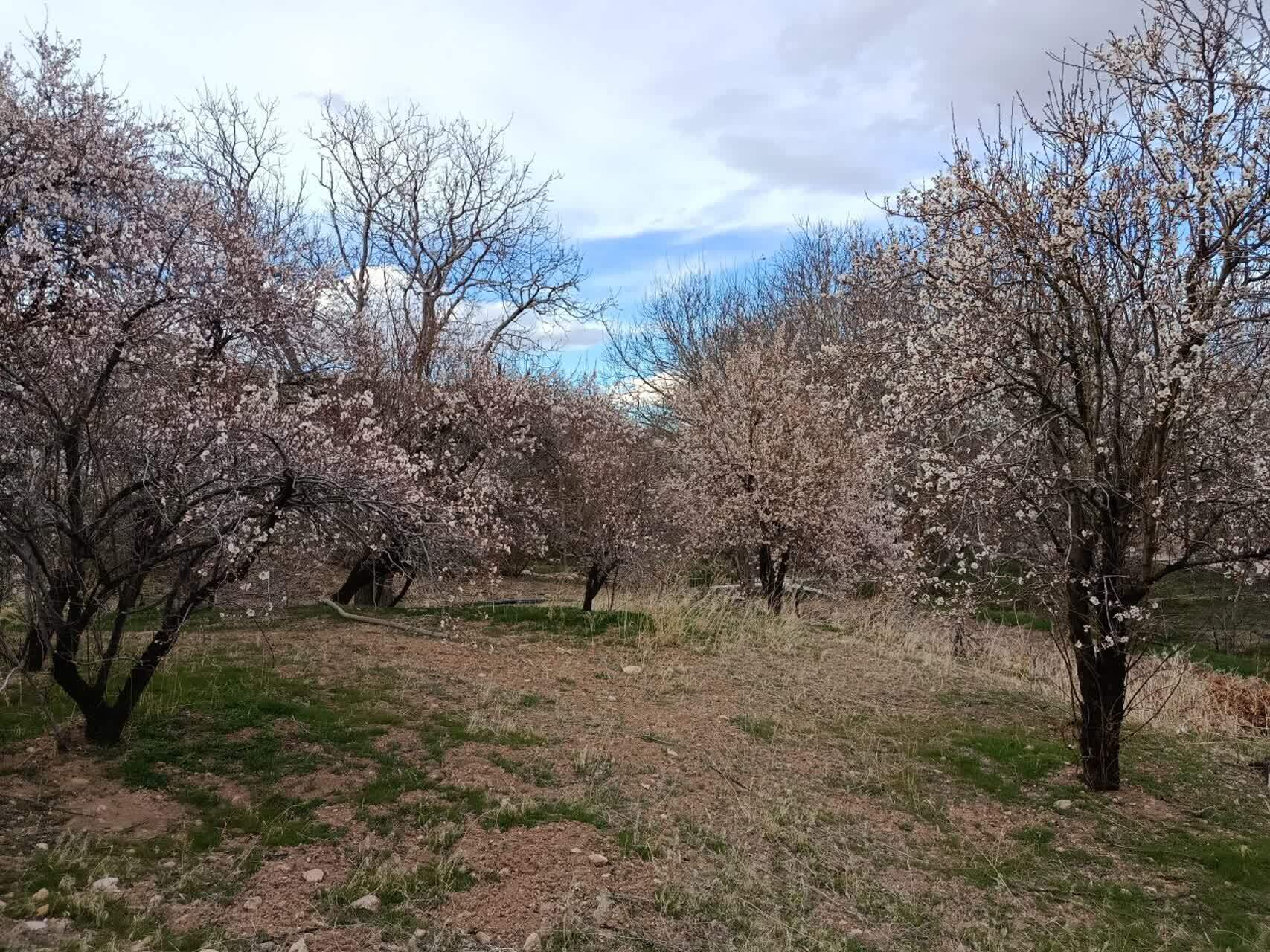 نمایی چشم نواز از شکوفا شدن درختان روستای گردشگری توآباد