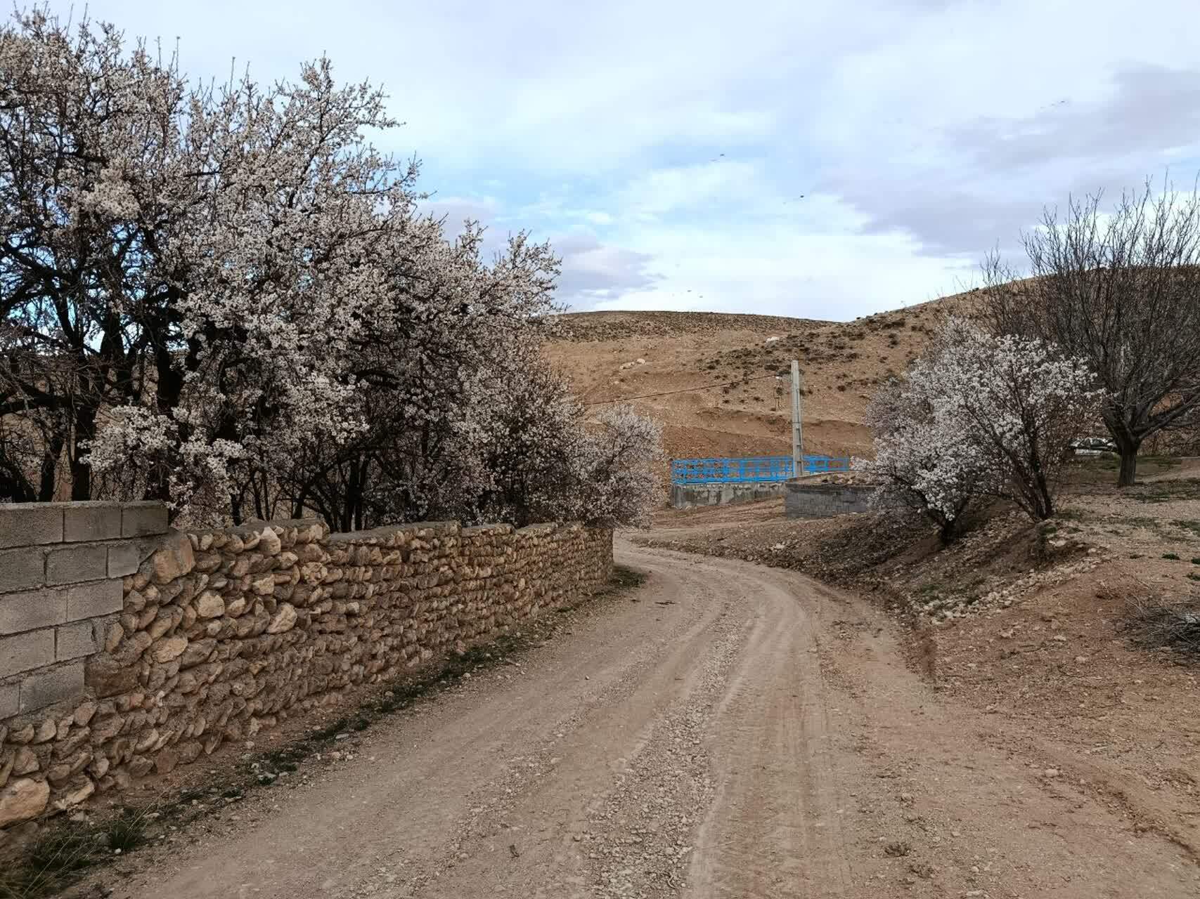نمایی چشم نواز از شکوفا شدن درختان روستای گردشگری توآباد