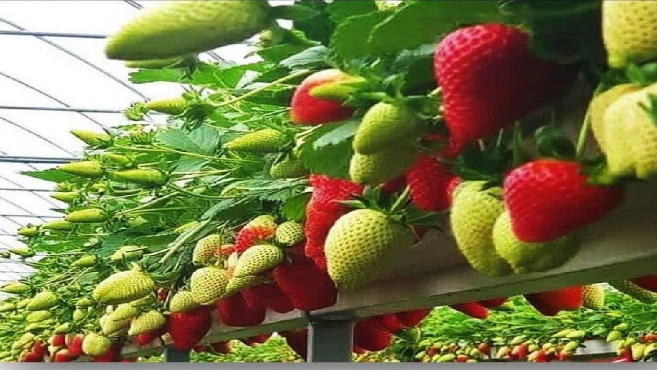 افزایش ۳۰ درصدی سطح زیرکشت توت‌فرنگی گلخانه‌ای در آذربایجان‌غربی