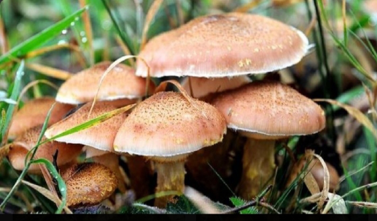 مردم از برداشت قارچ های سمی و خودرو در طبیعت خودداری کنند