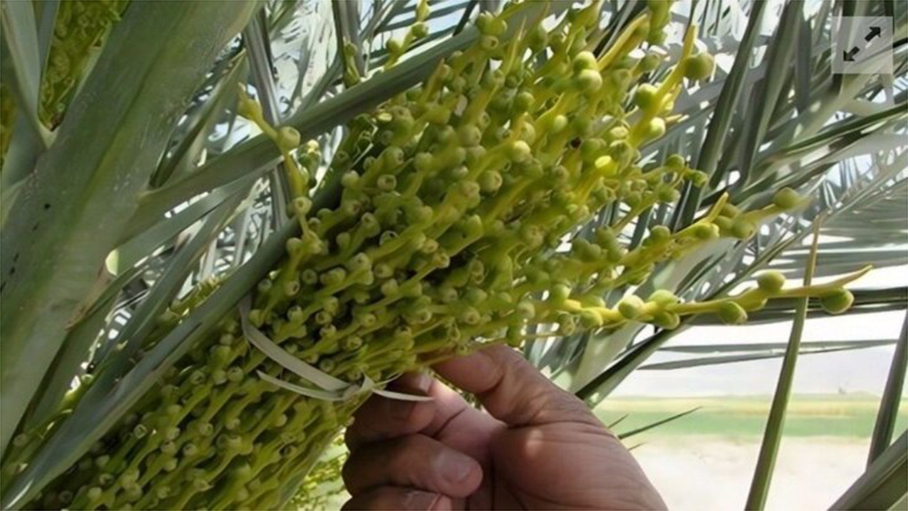 آغاز عملیات گرده افشانی ۱۰ هزار هکتار از نخیلات قیروکارزین