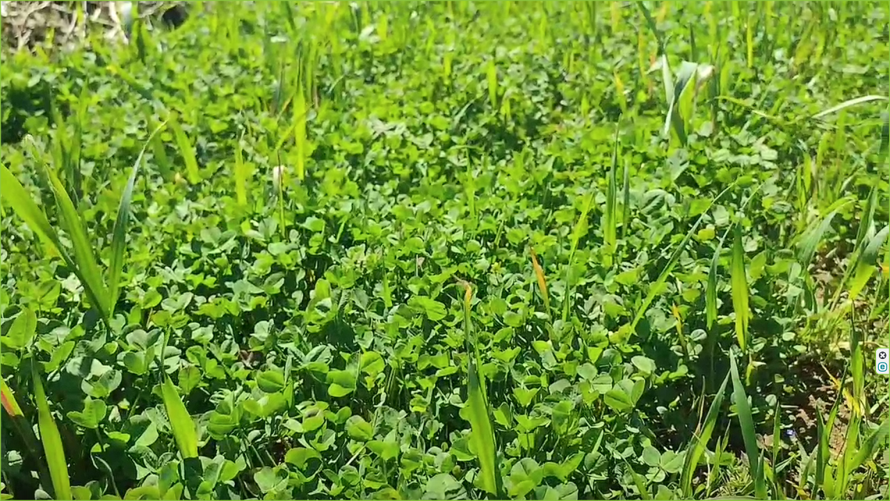 احیای سنت سیزده بدر در نهاوند از زبان شهروندخبرنگار