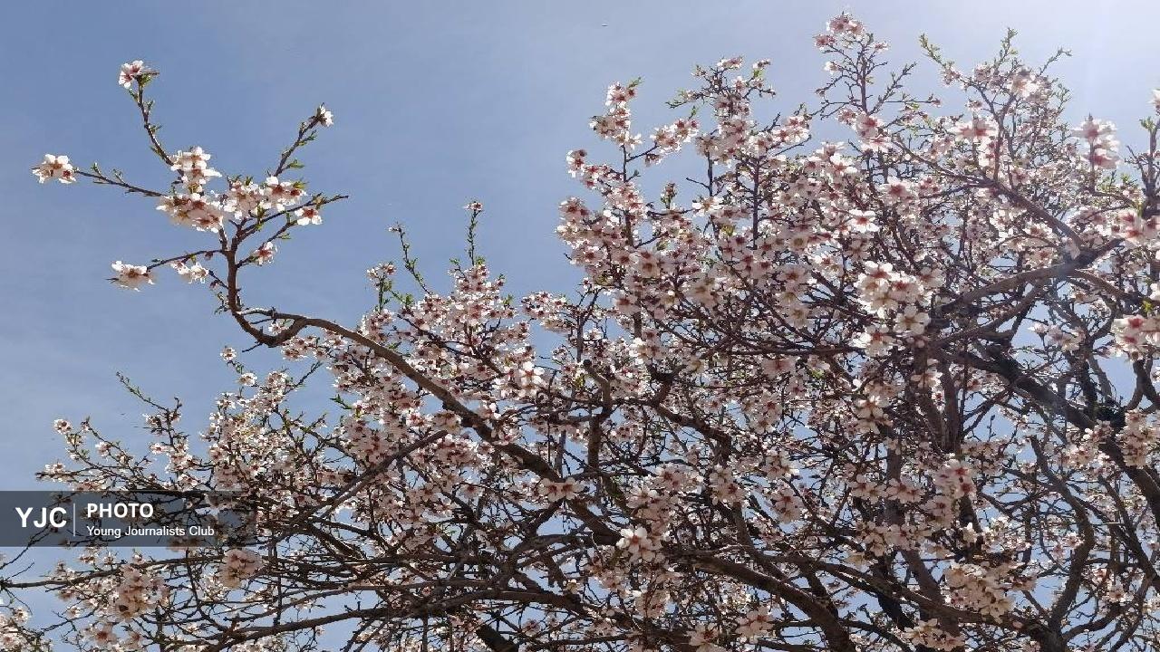 رخ نمایی شکوفه‌های بهاری در بام ایران+تصاویر