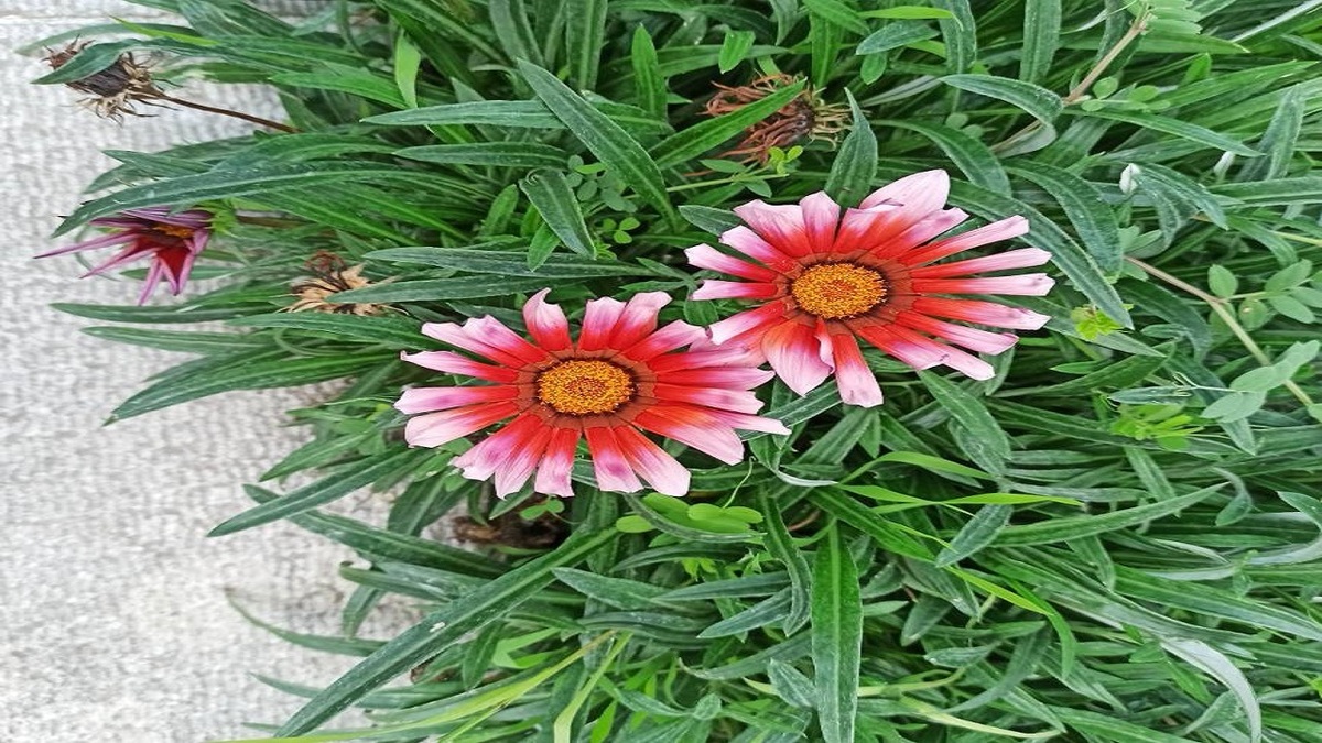 باشگاه خبرنگاران -گلستان دیدنی با دلبری بهار در روز طبیعت