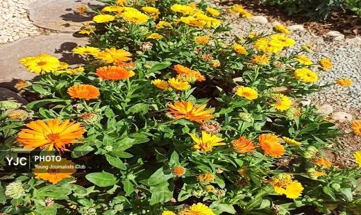 گلستان دیدنی با دلبری بهار در روز طبیعت