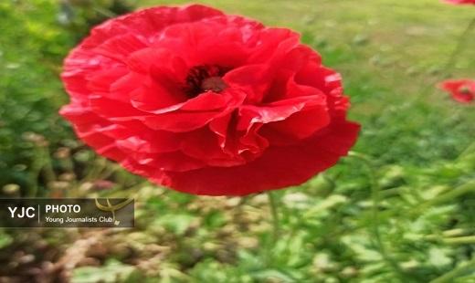 گلستان دیدنی با دلبری بهار در روز طبیعت