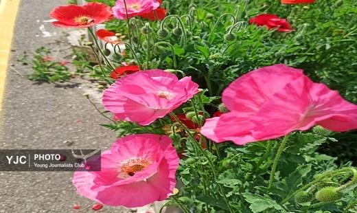 گلستان دیدنی با دلبری بهار در روز طبیعت