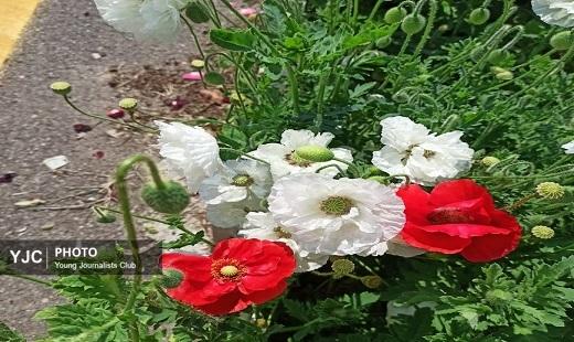 گلستان دیدنی با دلبری بهار در روز طبیعت