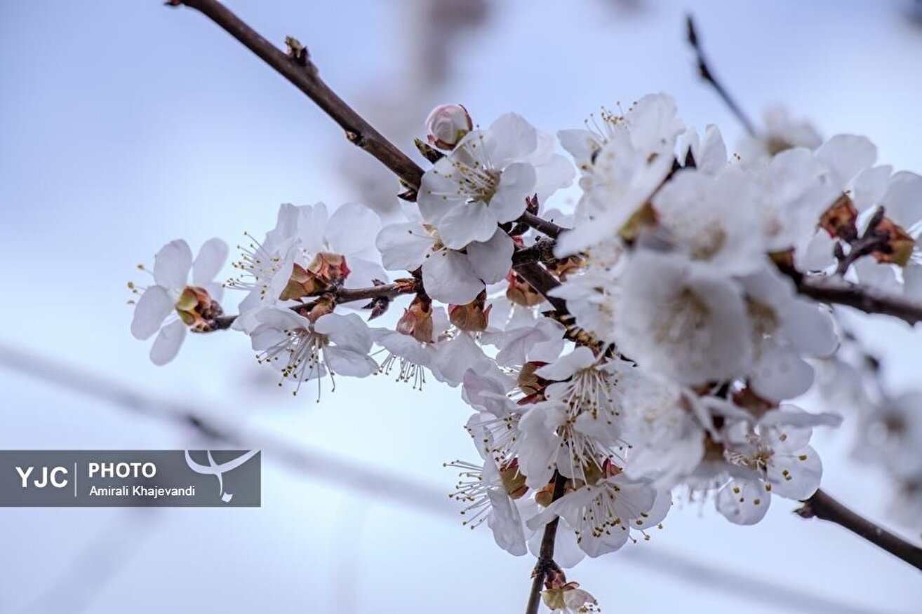 شکوفه‌های بهاری مازندران / نوروز ۱۴۰۵