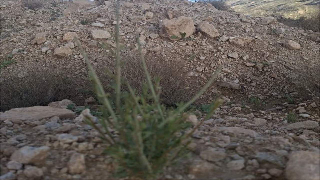 پویش بذرکاری بادام کوهی در فیروزآباد به ثمر نشست