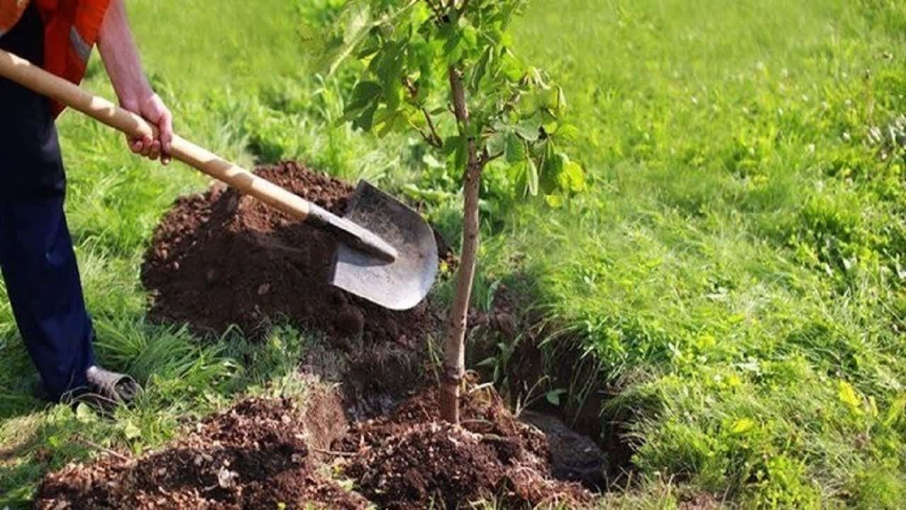 مشارکت مردم خراسان جنوبی در کاشت هزار و ۵۰۰ نهال