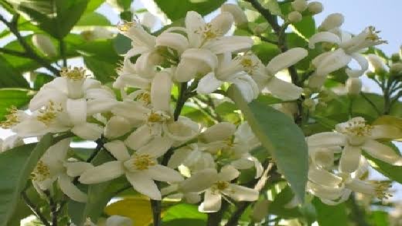 پیچش عطر شکوفه‌های بهار نارنج در کوچه پس کوچه‌های گیلان