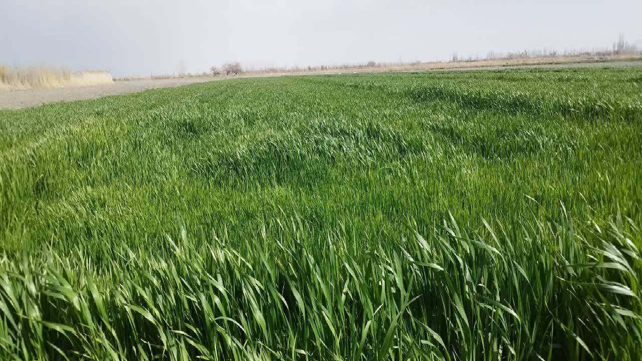 کاشت بیش از ۴۰۰ هزار هکتار گندم آبی و دیم در آذربایجان غربی